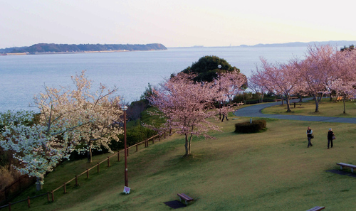 ◎浜名湖の桜_2.jpg