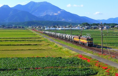 〇62女郎花と貨物列車.jpg