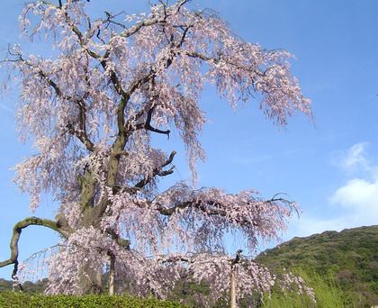 八坂しだれ桜_1.JPG